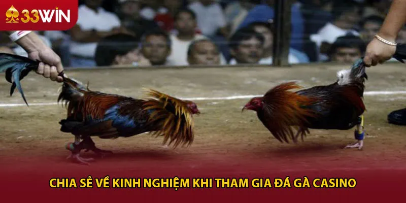 Chia sẻ về kinh nghiệm khi tham gia đá gà casino